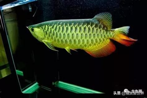 龍魚換水|2024養龍魚新手指南，飼養龍魚不困難，開缸教學準備全攻略